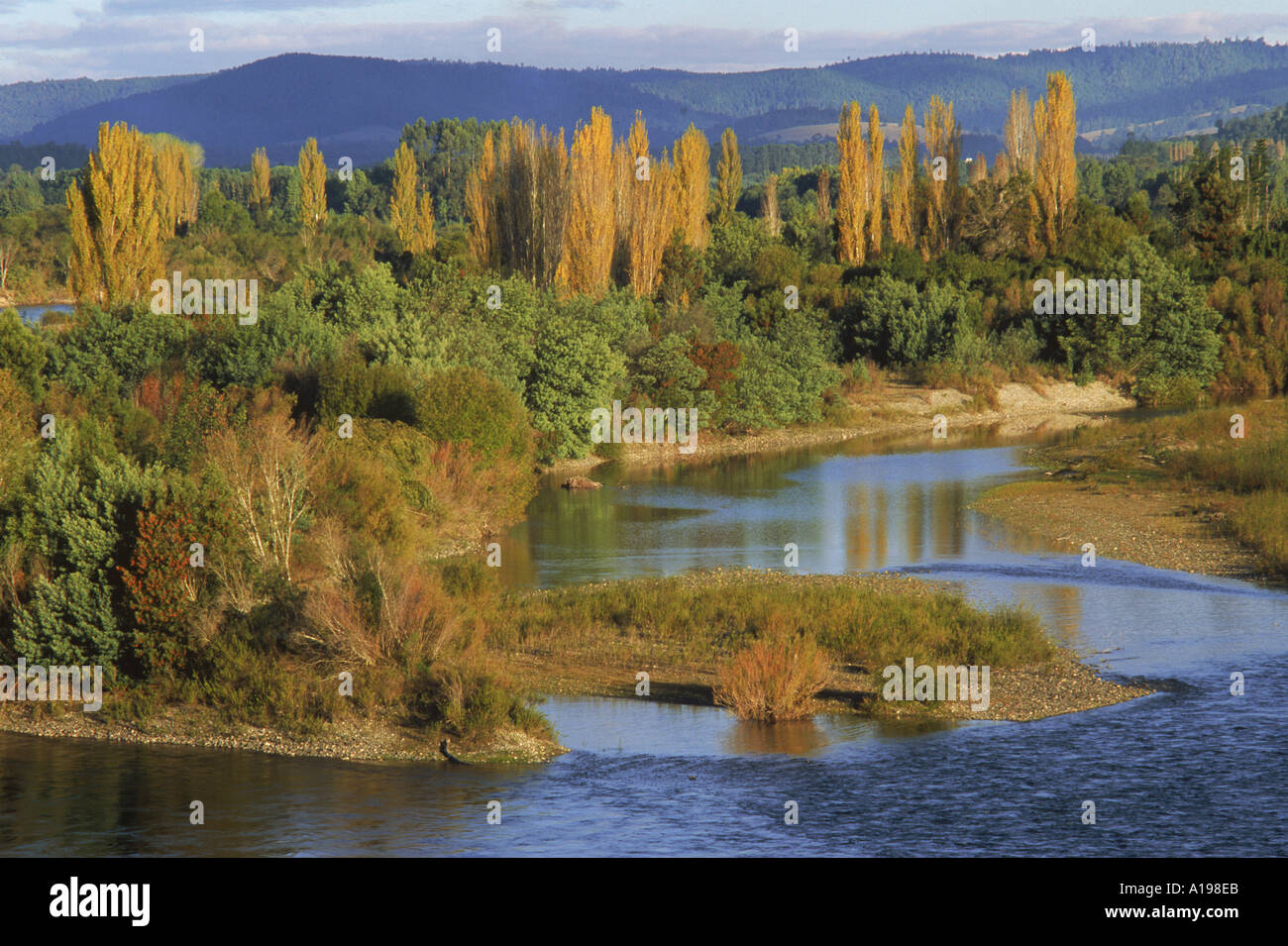 Bäume an den Ufern des Rio Calle Calle in den Lake District Chile Südamerika R McLeod Stockfoto