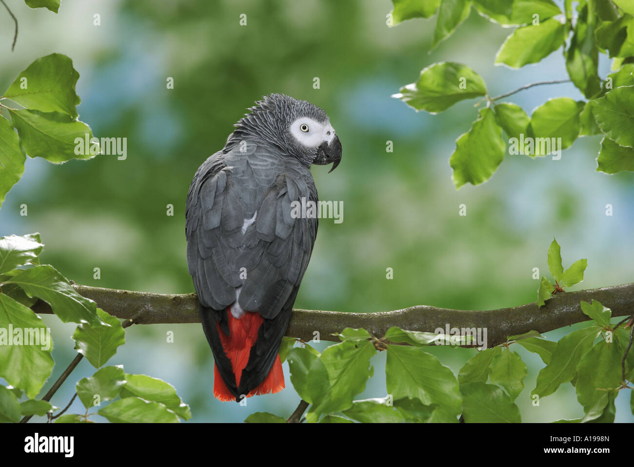 Kongo afrikanischen Grau Papagei auf Ast - von hinten / Psittacus Erithacus Stockfoto