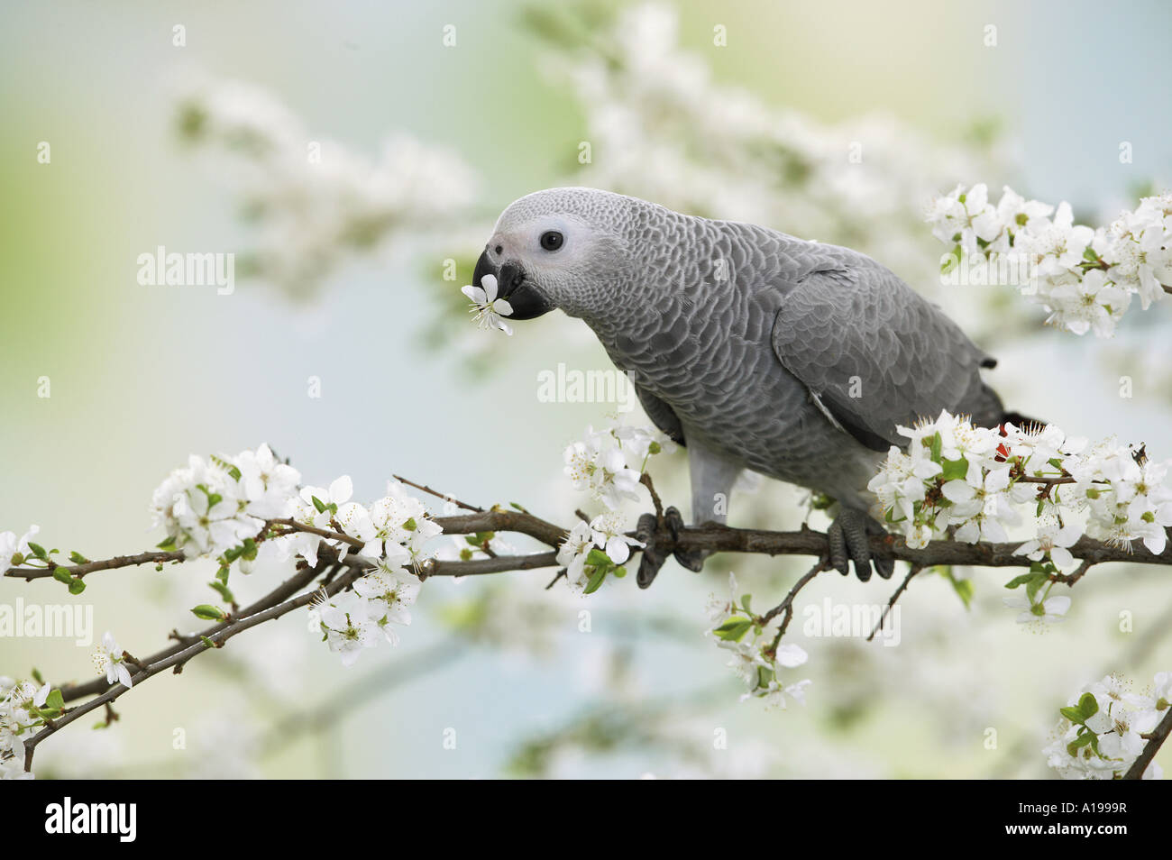 Kongo afrikanischen grau Papageien auf Zweig - mit Blüte im Schnabel / Psittacus Erithacus Stockfoto