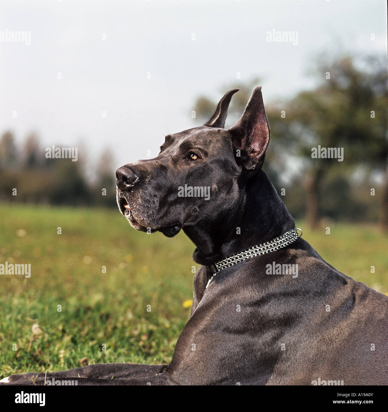 Deutsche Dogge mit kupierten Ohren Stockfotografie - Alamy