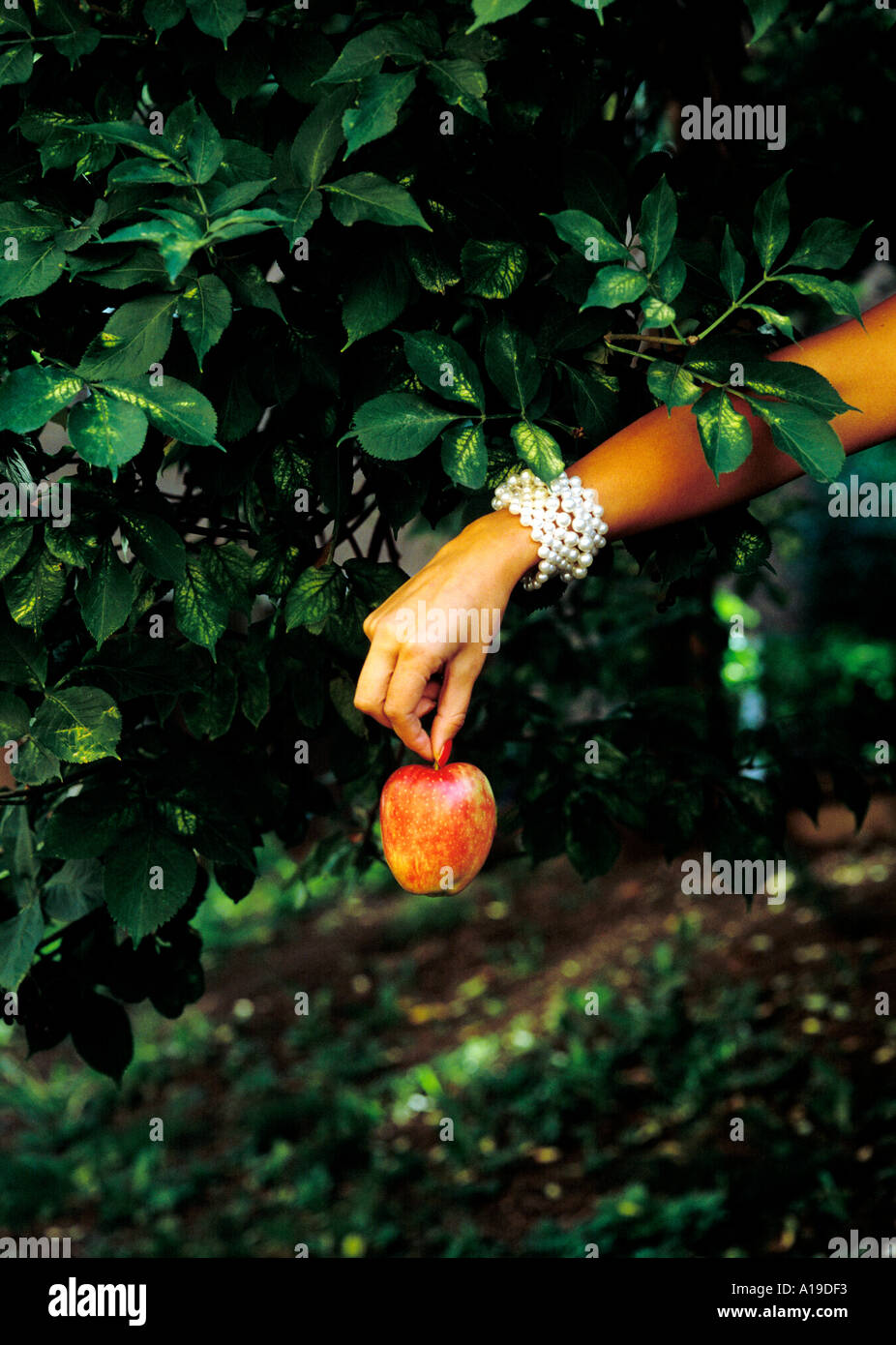 Versuchung Eva im Garten Eden t Adam Stockfoto
