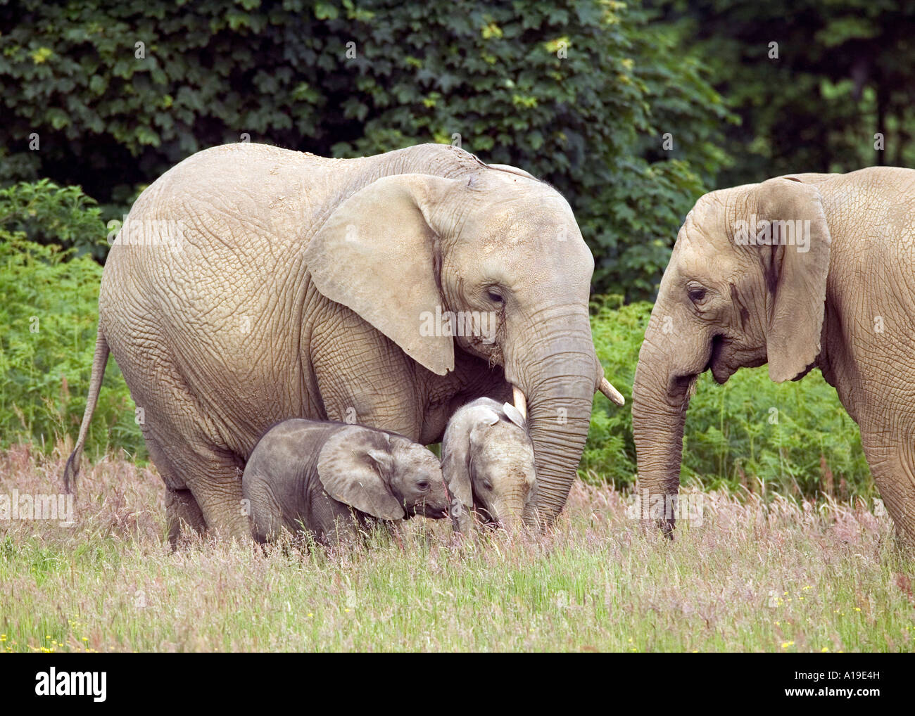 Afrikanischer Elefant Loxodonta africana Stockfoto