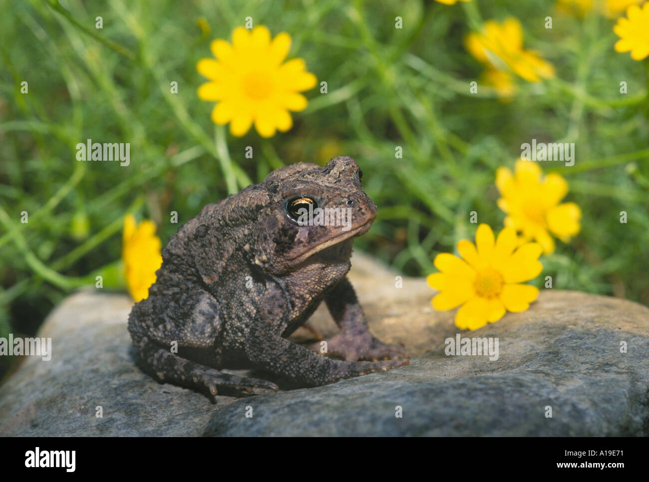 Nachdenklich American toad im Blumengarten sitzt ruhig auf einem Felsen durch leuchtend gelbe Blüten im Sommer umgeben, Midwest USA Stockfoto