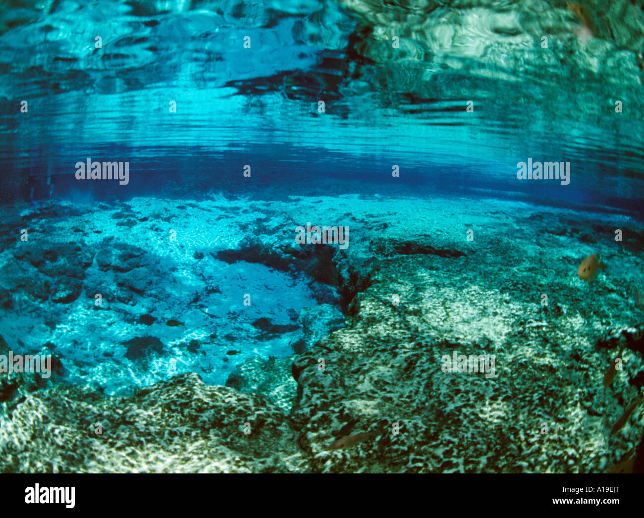 FL Ginnie Springs Ginnie Frühling Becken Unterwasser horizontal Stockfoto
