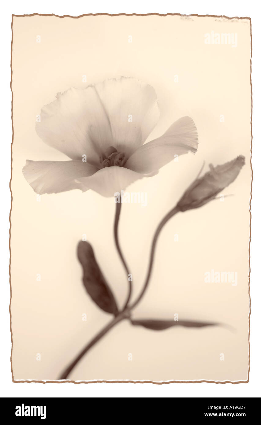 Eustoma weiße Lisianthus Blume mit Sepia Tönung Stockfoto