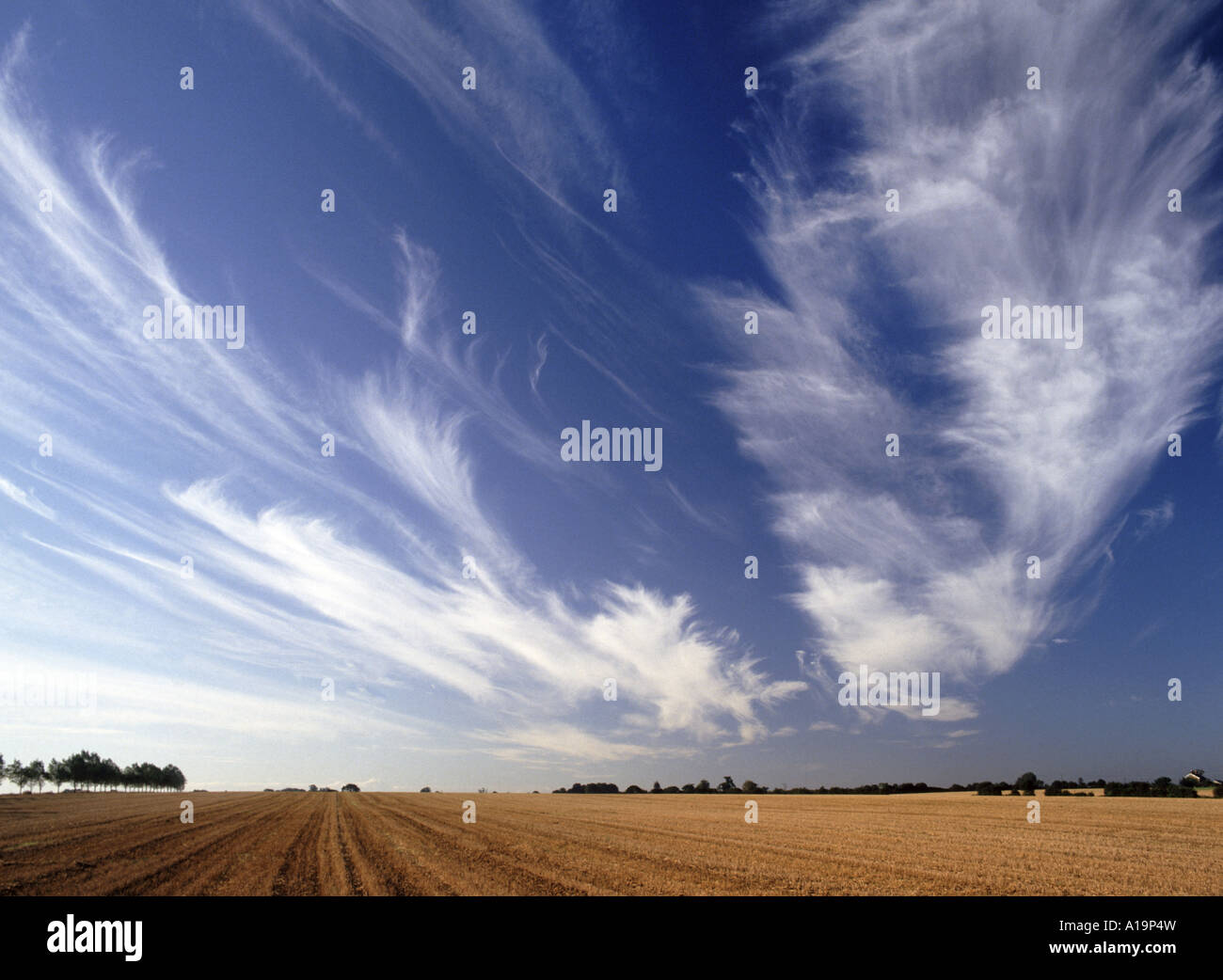 Dramatische Cirrus-Wolkenmuster am blauen Himmel über dem Stoppeln-Farmfeld Highwood Chelmsford Essex England Großbritannien Stockfoto
