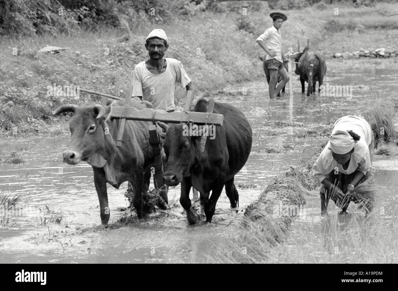 S/W von Bauern, die Reisfeld mit Ochsen pflügen und eine Farmarbeiterin, die den Reis umpflanzt. Nr Pokhara, Nepal Stockfoto