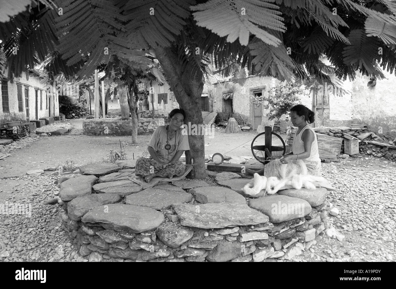 S/W tibetische Flüchtlingsfrauen, die unter einem Baum sitzen, gewundene Wolle für die traditionelle Teppichherstellung in einer Siedlung in der Nähe von Pokhara, Nepal Stockfoto