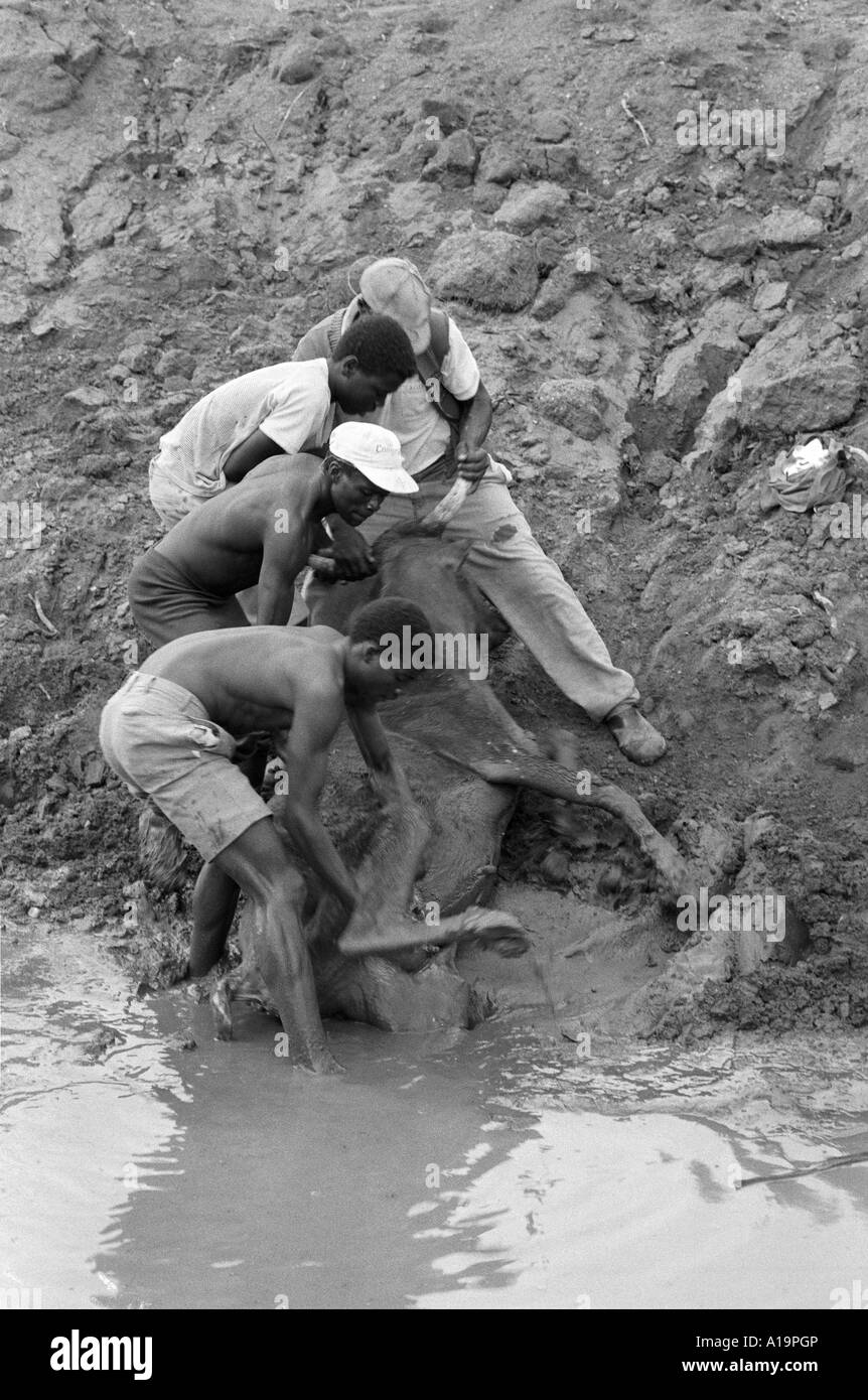 S/W von Arbeitern, die eine Kuh retten, die im Schlamm eines Wasserlochs festsaß, das während einer Dürrezeit austrocknete. Eswatini (Swasiland) Stockfoto