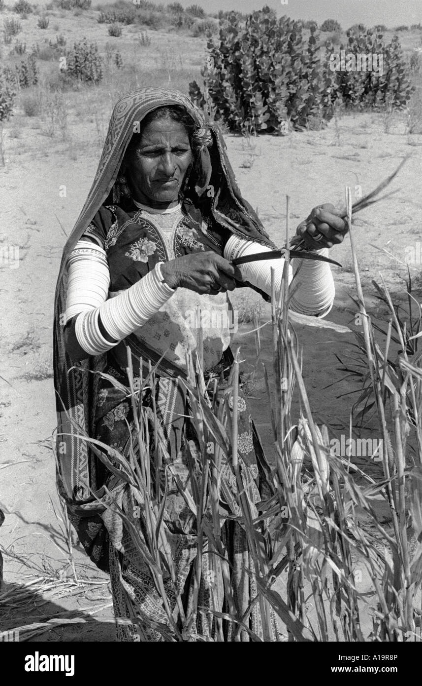 S/W einer Bheel Frau in traditioneller Kleidung, die Hirse mit einem gebogenen Messer in einer trockenen ländlichen Gegend in der Nähe von Islamkot in der Tharparkarregion, Pakistan, erntet Stockfoto