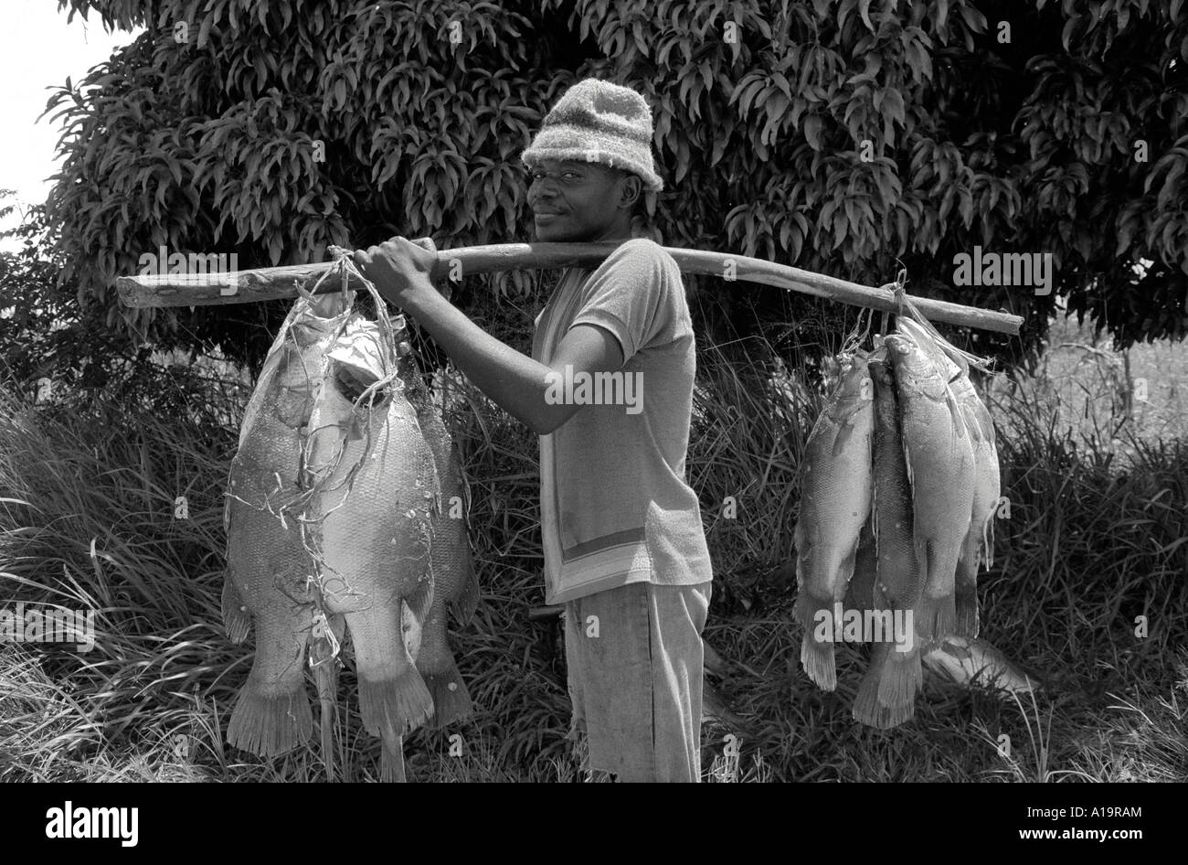 S/W eines Portiers, der einen Fang von Tilapia vom Viktoriasee auf einer Stange zum lokalen Markt trägt. Nyamirembe, Nordwest-Tansania Stockfoto