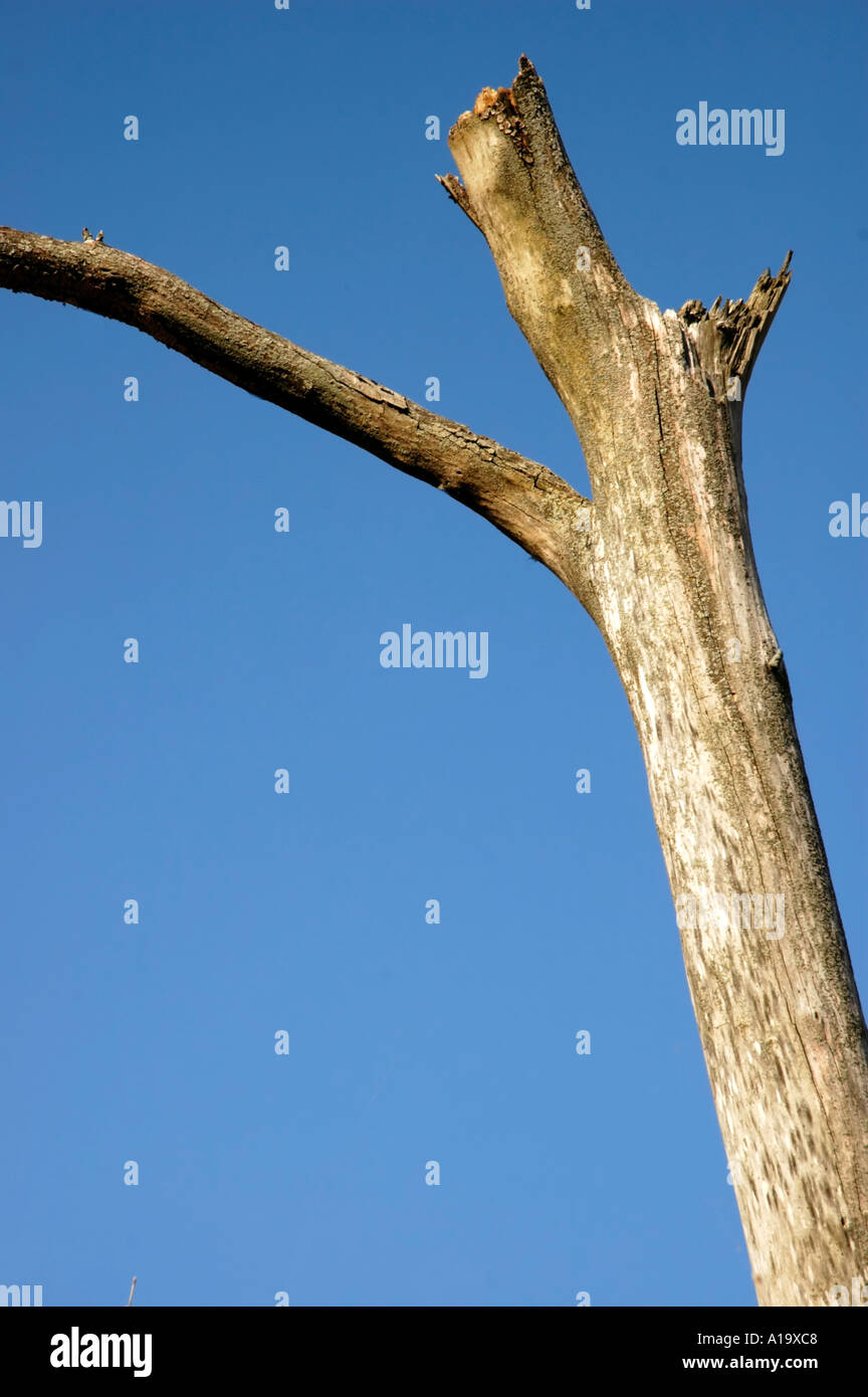 Baumstamm tot verwitterten kontrastiert den strahlend blauen Himmel Stockfoto