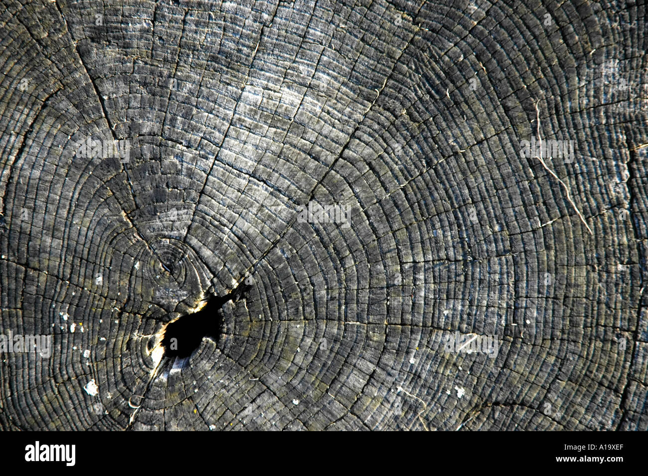 Verwitterte Jahresringe auf einem Baumstumpf Stockfoto
