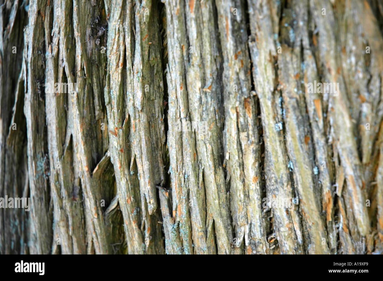Tief zerfurchte Rinde eines Baumes Osage Orange Stockfoto