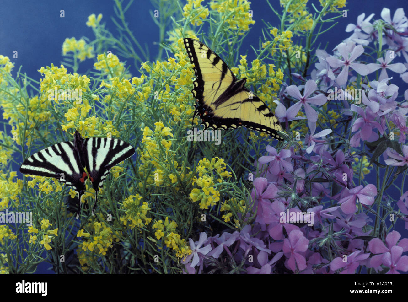 Zwei verschiedene Arten von Swallowtail Schmetterlinge Zander auf Gelb und Lila blühenden Wildblumen mit Flügel ausgestreckt, Midwest USA Stockfoto