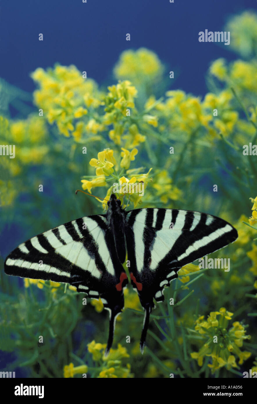 Zebra Schwalbenschwanz Schmetterling, protographium Marcellus, Hocken mit Flügeln auf empfindlichen gelbe Wildblumen im Sommer ausgestreckt, Missouri USA Stockfoto
