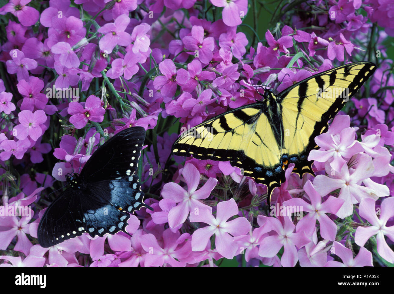 Zwei verschiedene Arten von Schwalbenschwanz Schmetterling - spicebush und Tigerswallowtails - Zander auf wilde lila Phlox Wildblumen, Midwest USA Stockfoto