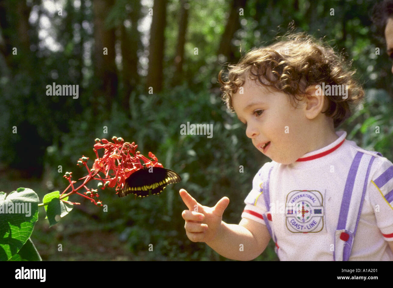 Kleiner Junge ist fasziniert von Schmetterling auf Blume Stockfoto