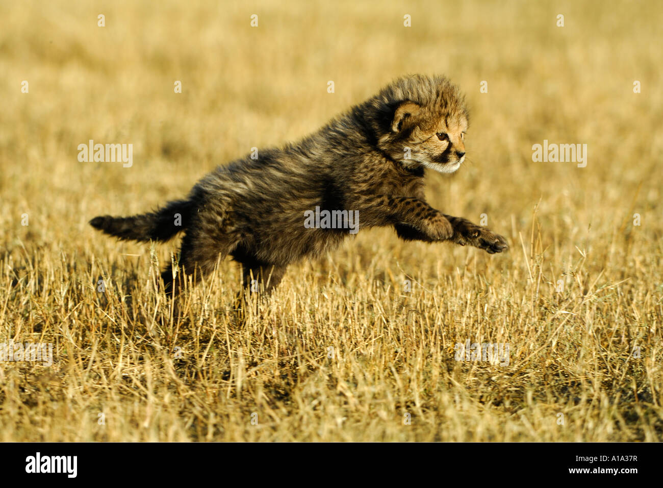 Geparden-Baby (Acinonyx Jubatus) spielerische Sprung Stockfoto