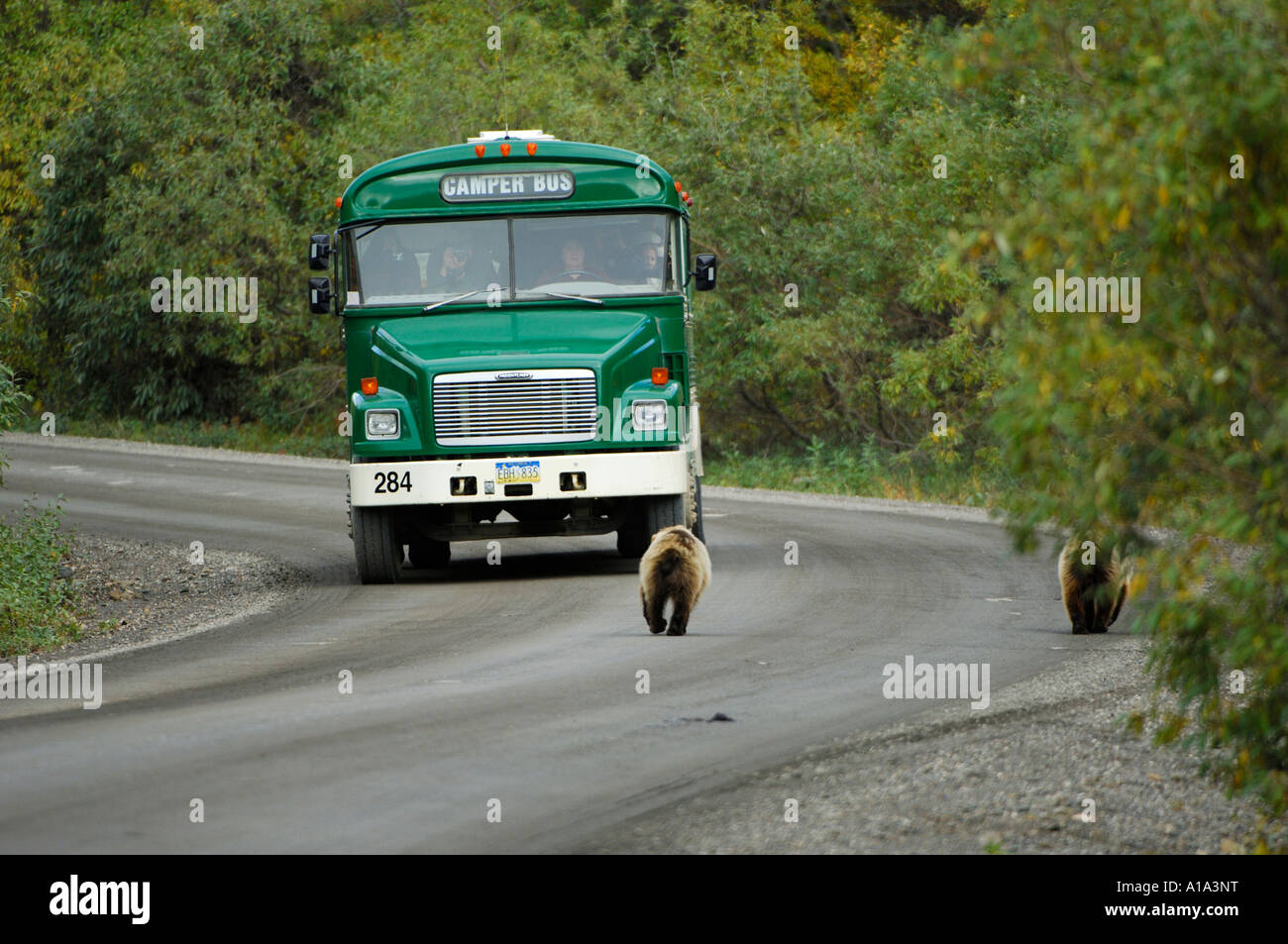 Camperbus und Grizzlybaers (Ursus Arctos) treffen auf die Parkroad, Denali Nationalpark Alaska USA Stockfoto