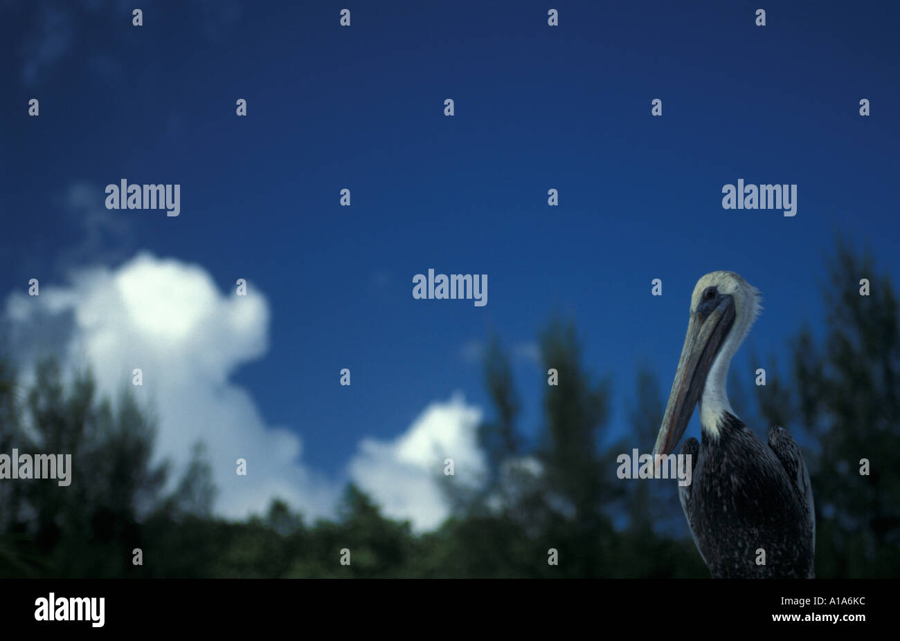 Vogel in die Kamera schaut Stockfoto