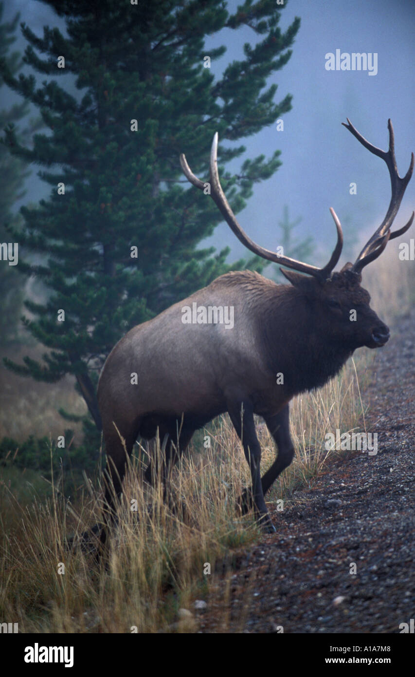 Entstehen aus dem Wald Stockfoto