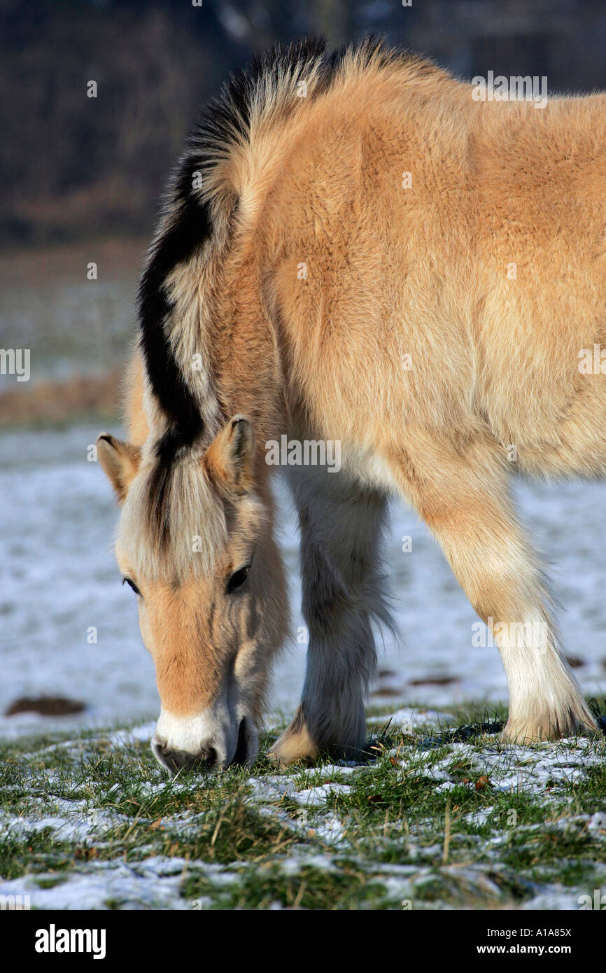 Norwegische Pferd - Fjord-Pferd (Equus Przewalskii F. Caballus) Stockfoto