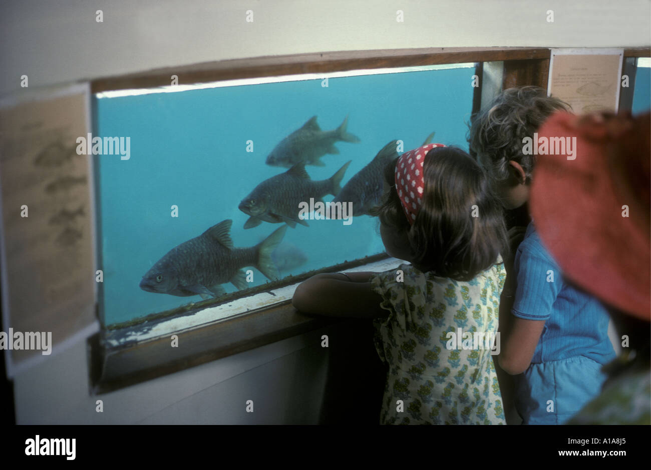 Kinder schauen durch Glasscheibe Unterwasser Beobachtung Tank Stockfoto