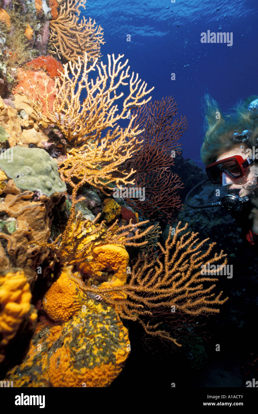 St Lucia Frau Taucher Saint Lucia Unterwasser große Korallenmeer fans karibische Farben Stockfoto