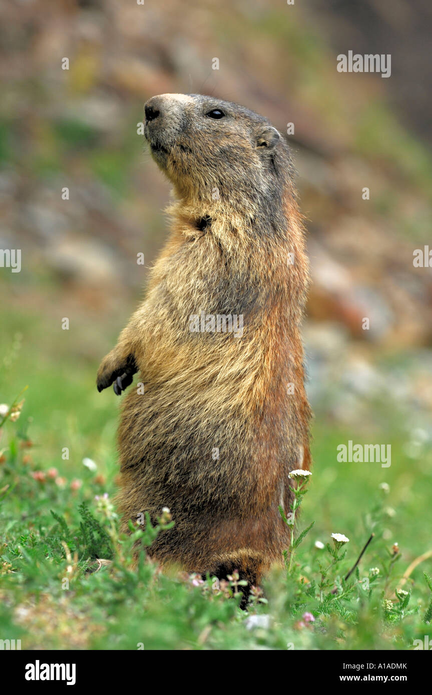 Murmeltier auf Watch (Marmota Marmota), Wallis, Schweiz Stockfoto
