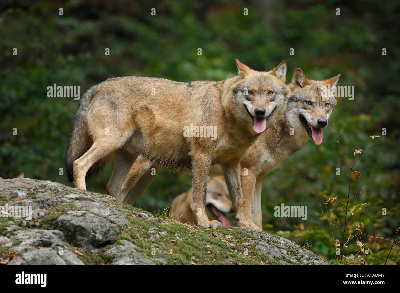 Zwei Wölfe (Canis Lupus) entspannen Sie sich auf einem Felsen, Bayerischer Wald, Bayern, Deutschland Stockfoto