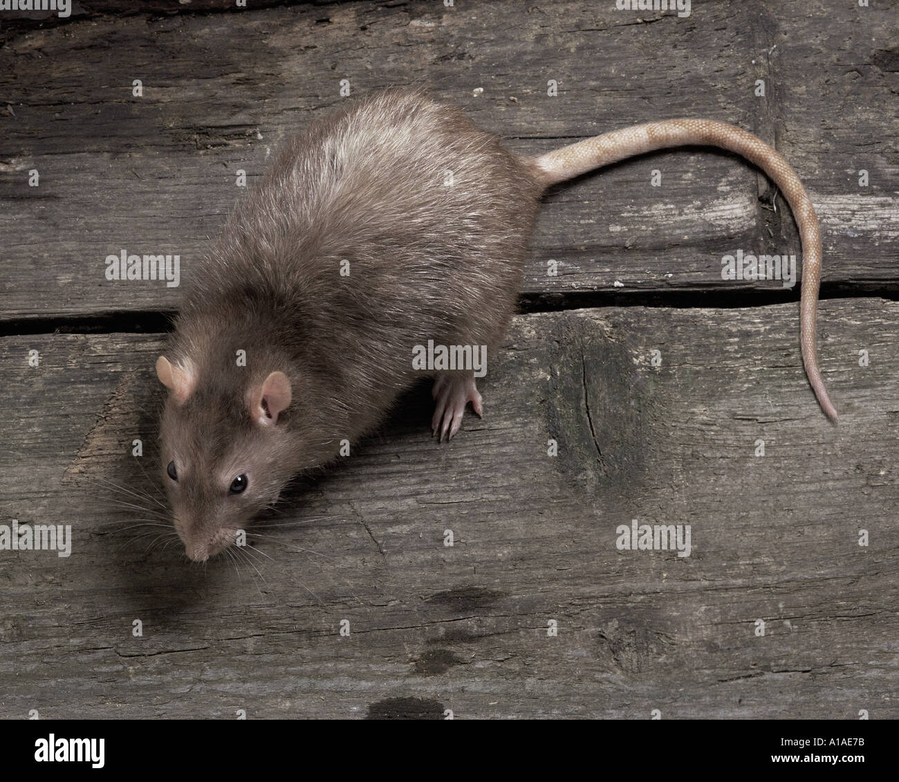 Rat Stockfotos & Rat Bilder Alamy