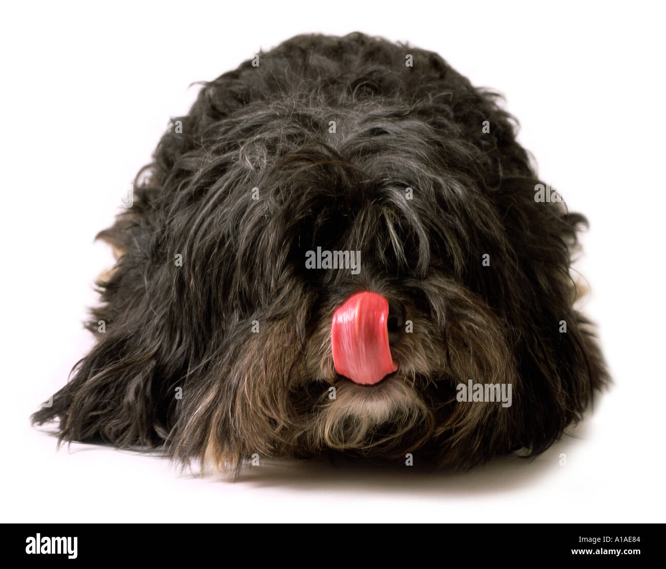 Rasse Hund lecken Nase zu überqueren Stockfoto