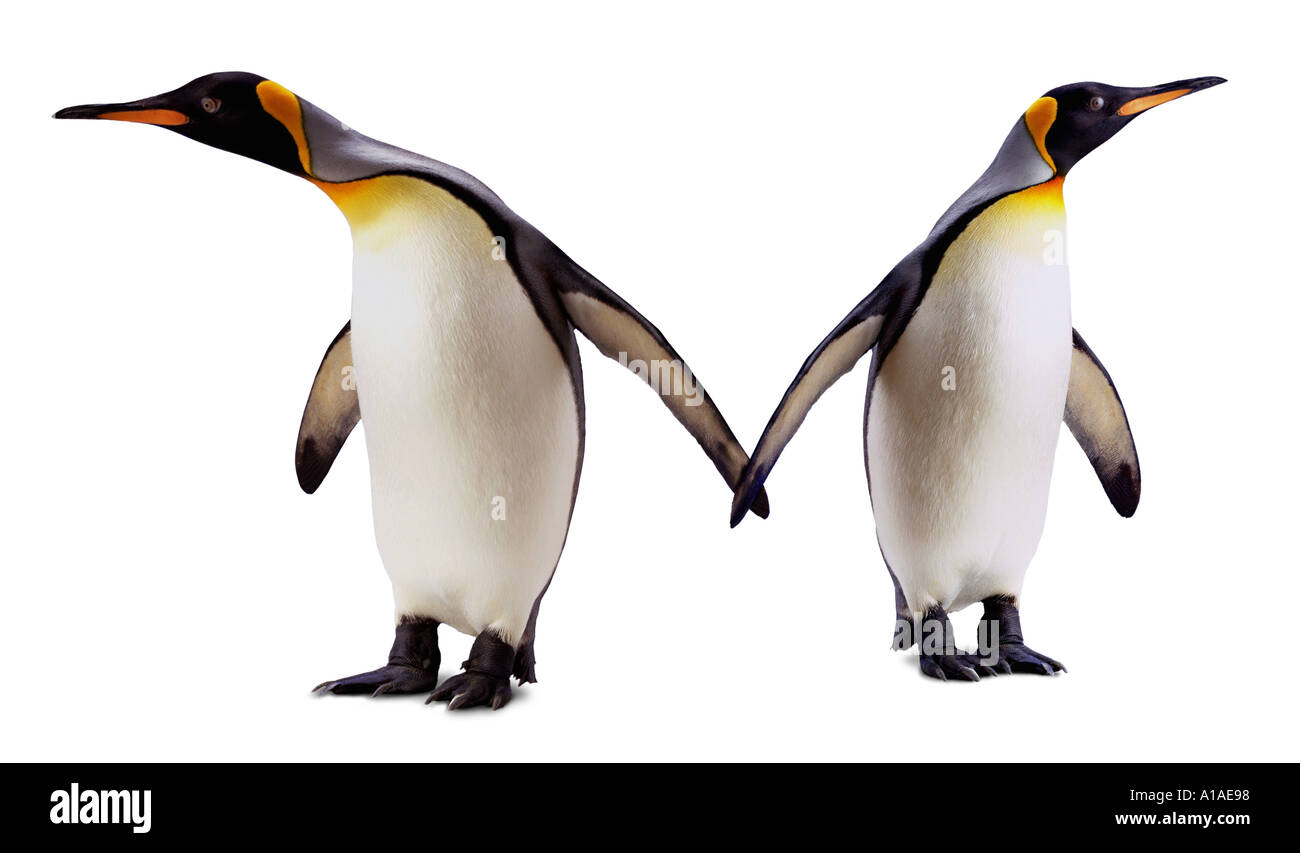 Zwei Pinguine im Widerspruch zu einander Stockfoto