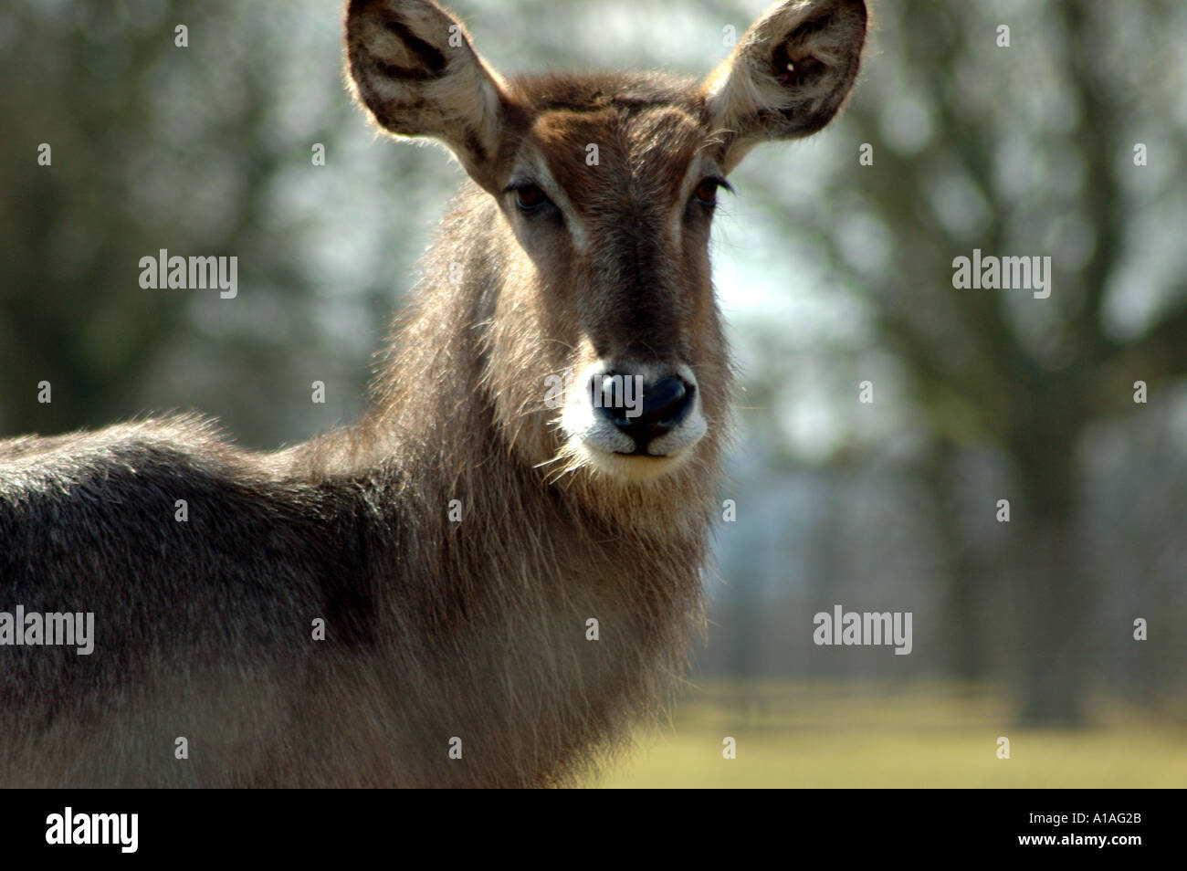 Schuss in den Kopf von einem Wasserbock Stockfoto