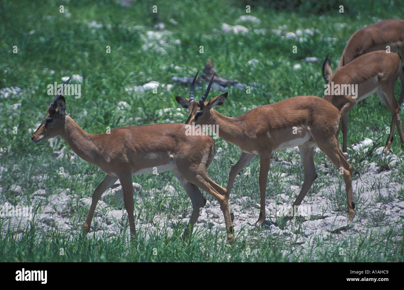 Männliche Impalas Aepyceros Melampus zu Fuß Etohsa Nationalpark Namibia Afrika Stockfoto