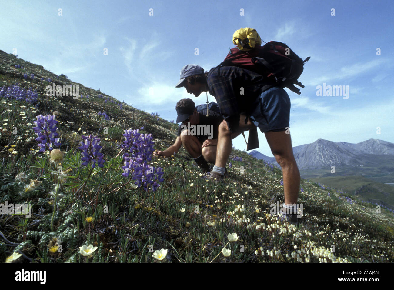 USA Alaska Arctic National Wildlife Refuge Herr Wanderer bewundern Wildblumen in Brooks Range Kongakut Fluss entlang Stockfoto