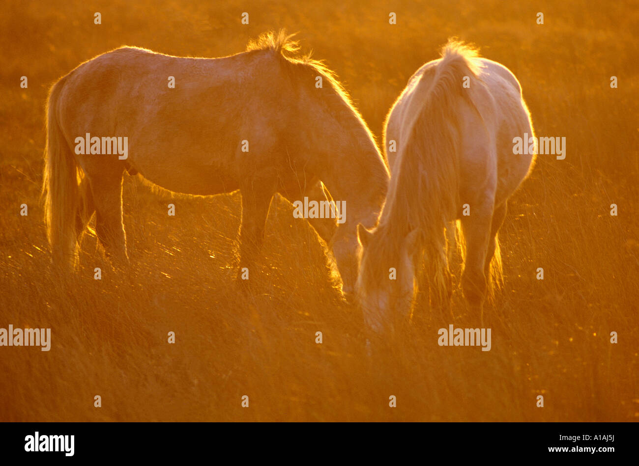 Ein paar der Camargue-Pferde grasen in den Sümpfen der Camargue im Süden Frankreichs Stockfoto
