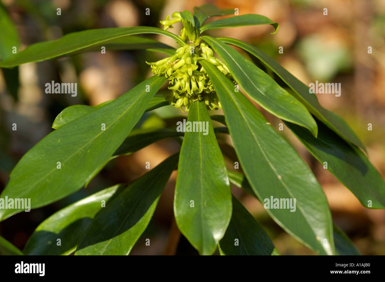 Wolfsmilch Laurel Daphne Laureola in Cotswold woodland Stockfoto