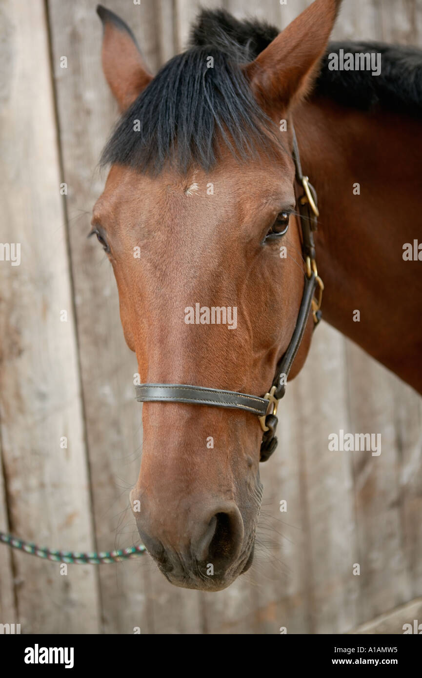 Eine Bucht Pferdekopf Stockfoto