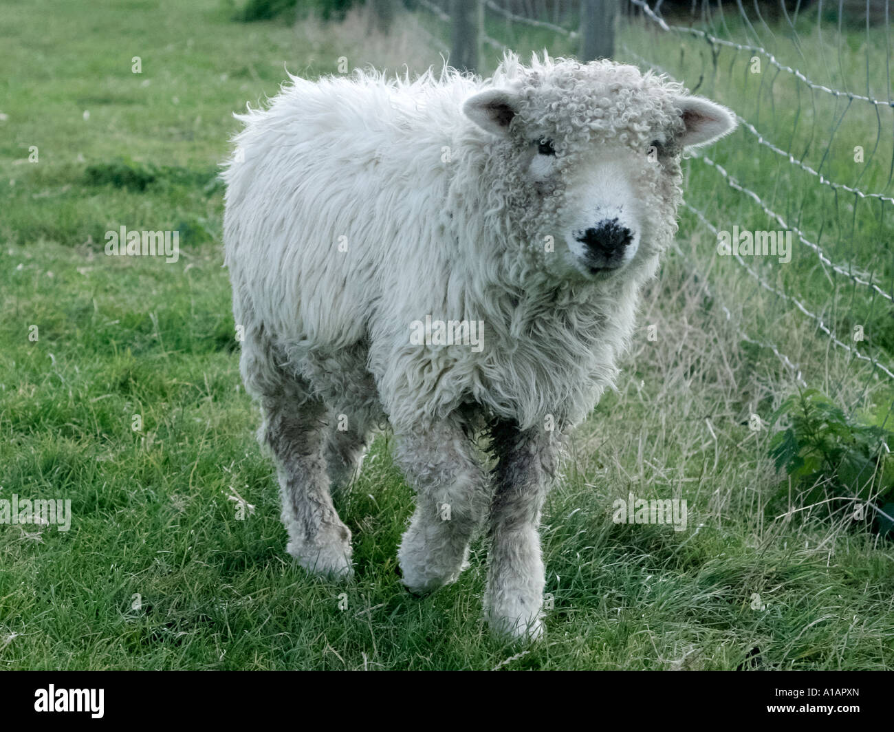 Ein Ryland Schaf zu Fuß in ein Feld. Stockfoto