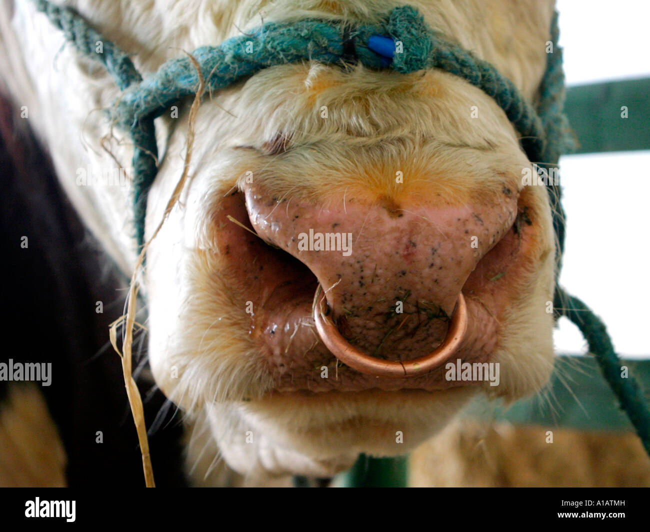 Ein Stier Nase mit einen Nasenring. Stockfoto