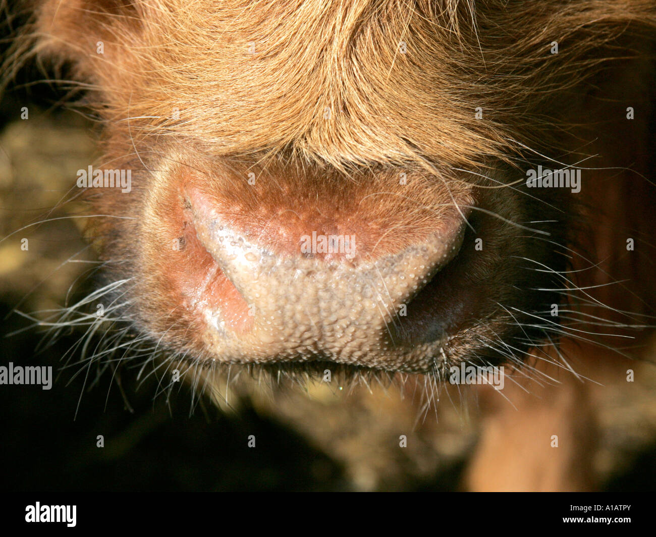Die Nase einer Kuh. Stockfoto