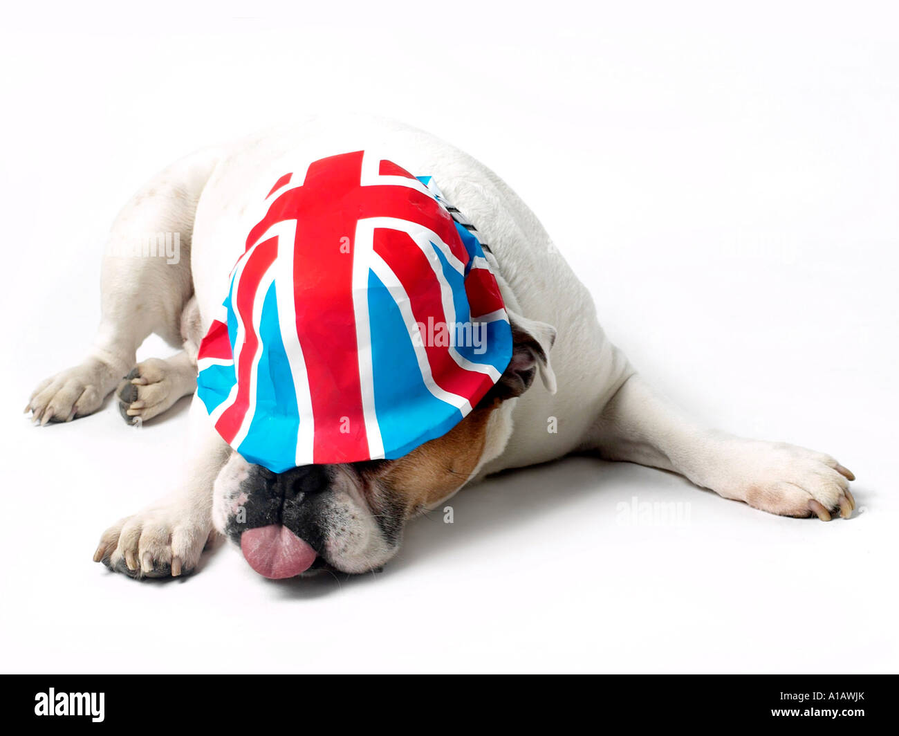 Eine britische Bulldogge trägt ein britischer Bootsfahrer. Stockfoto