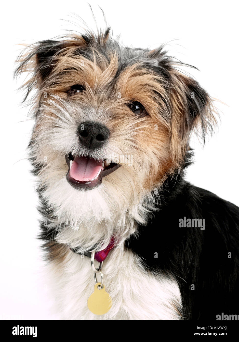 Eine kleine Terrier, die ist braun, schwarz und weiß. Stockfoto