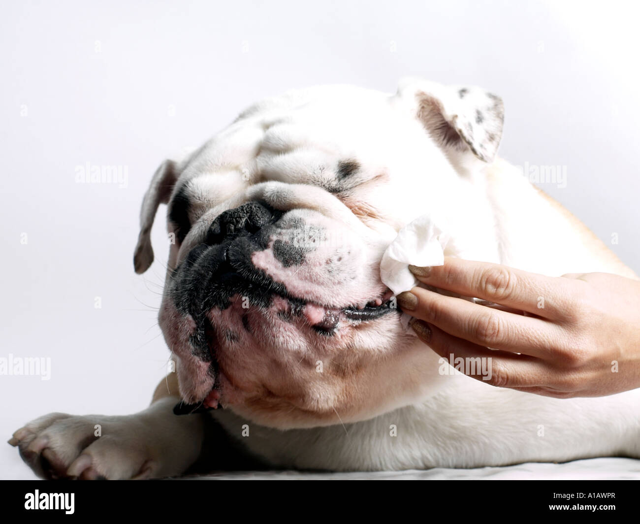 Eine britische Bulldogge mit seinem Mund abgewischt - Hund Hund essen. Stockfoto