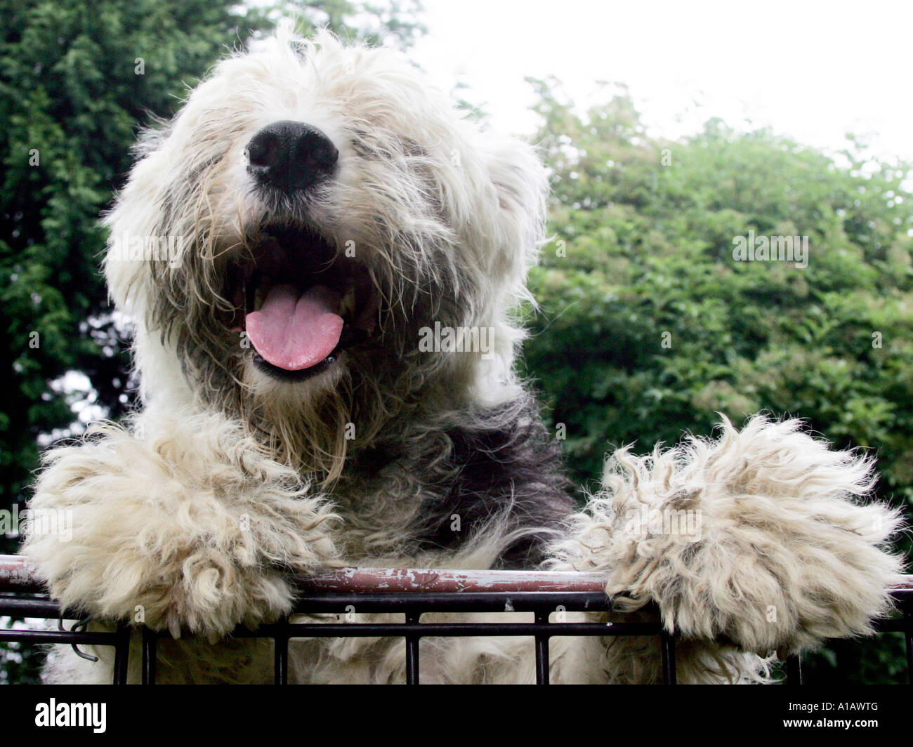 Ein Porträt von eine alte englische Schäferhund - bei Gill Harwood Old English Sheepdog Rescue genommen. Stockfoto