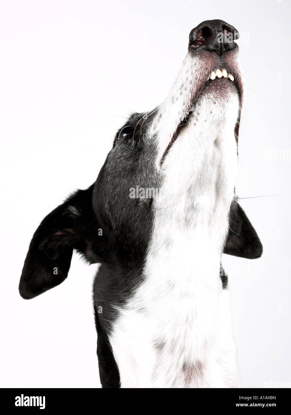 Ein Windhund auf der Suche nach oben. Stockfoto