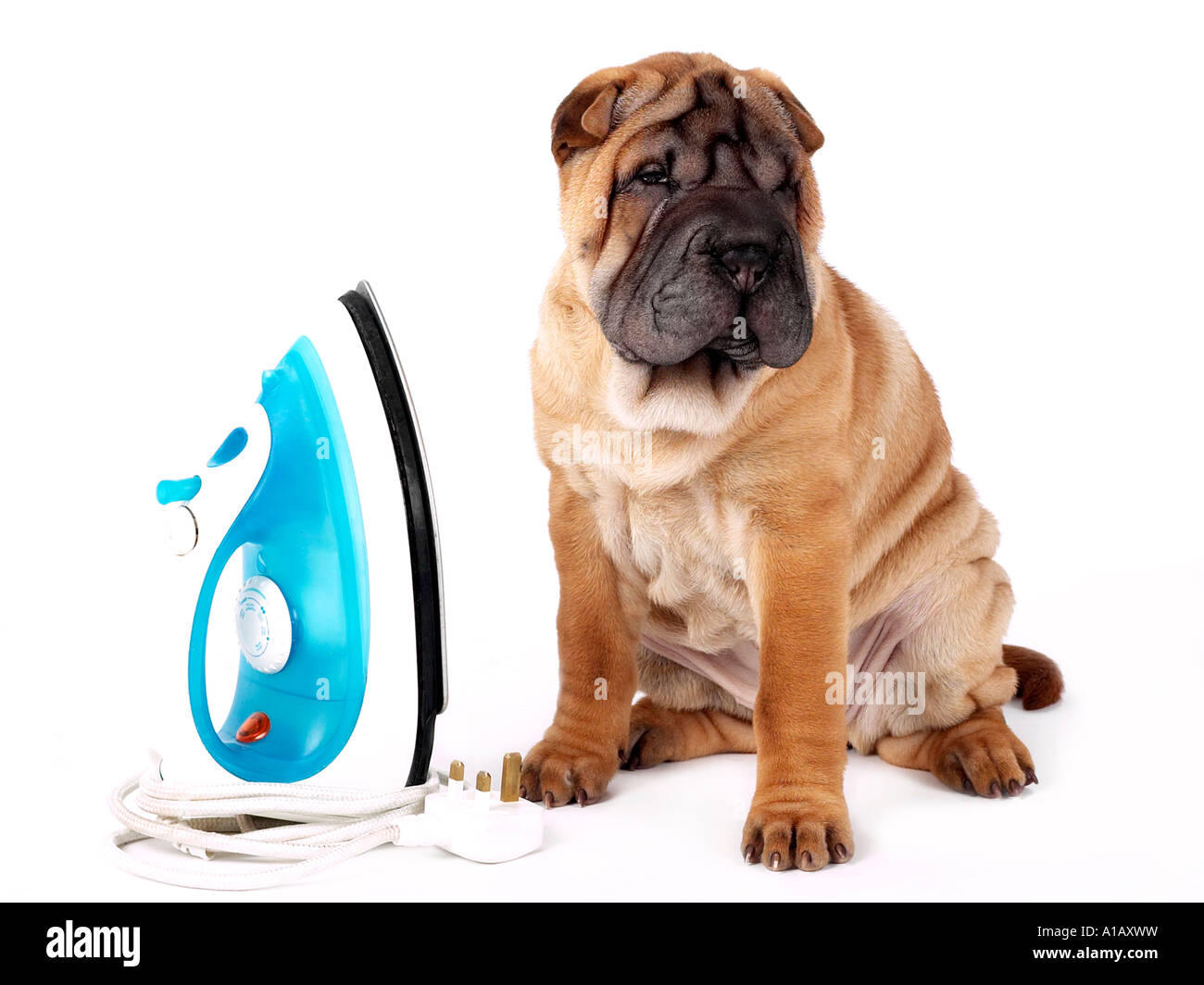 Ein Sharpei mit einem Eisen - zeigen, dass Alter Falten bringt. Stockfoto