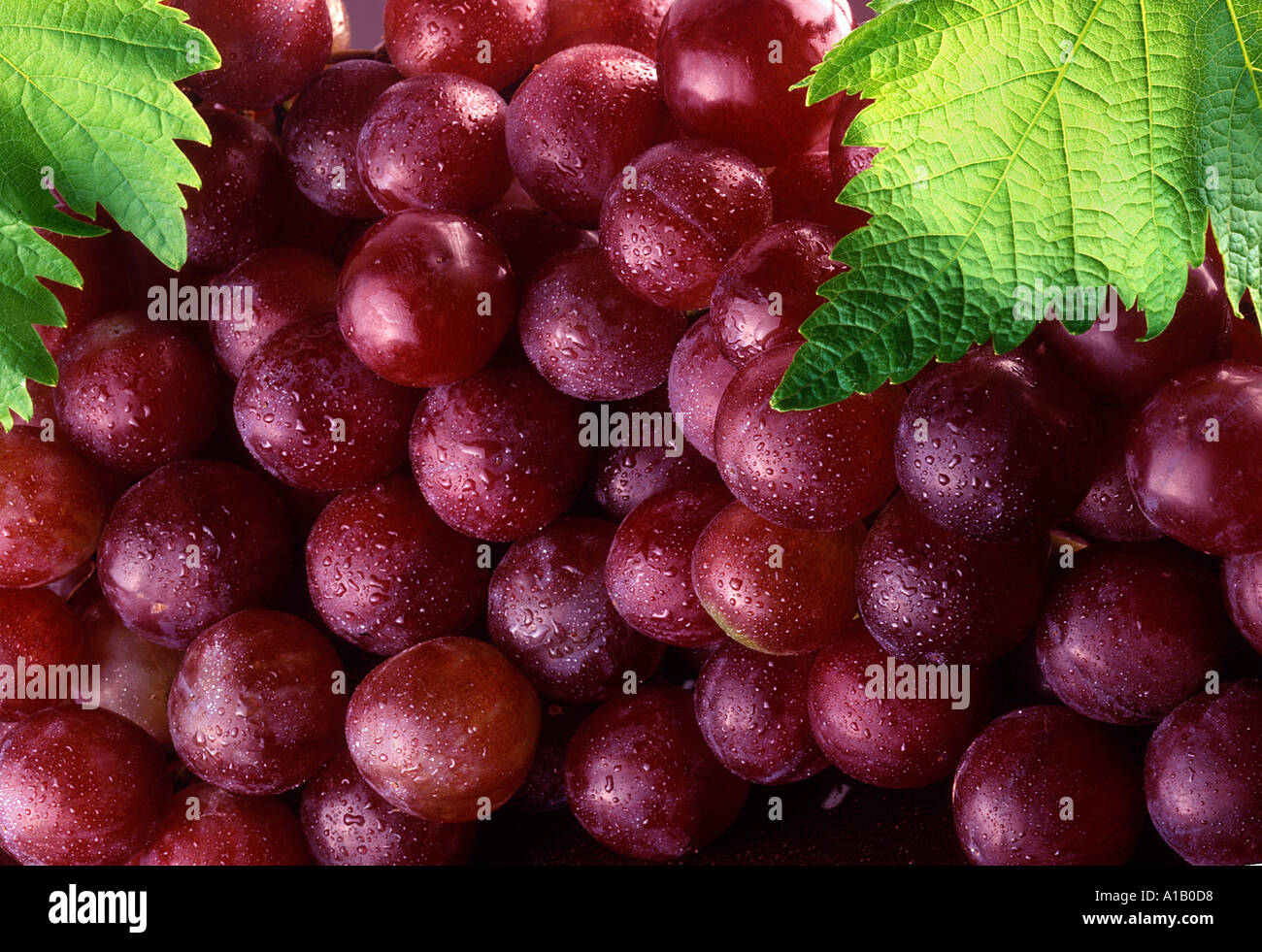 rote Trauben mit Blätter Stockfoto